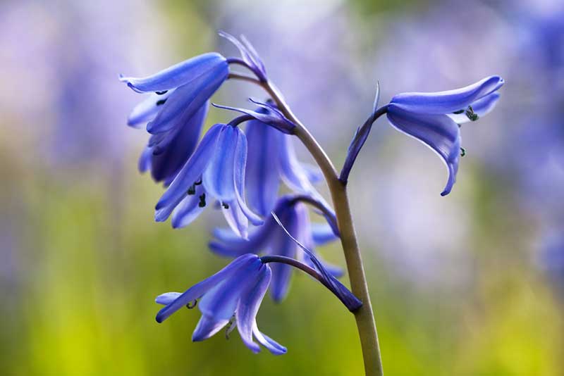 Bluebells