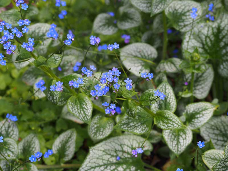 Brunnera