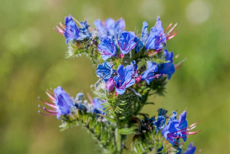 Bugloss