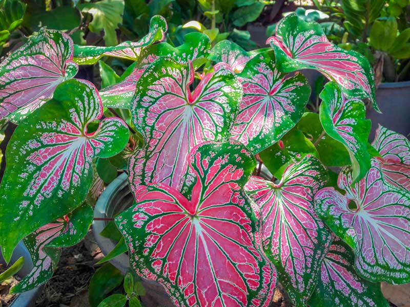 Caladium