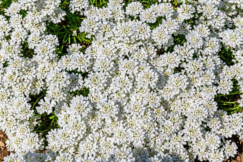 Candytuft