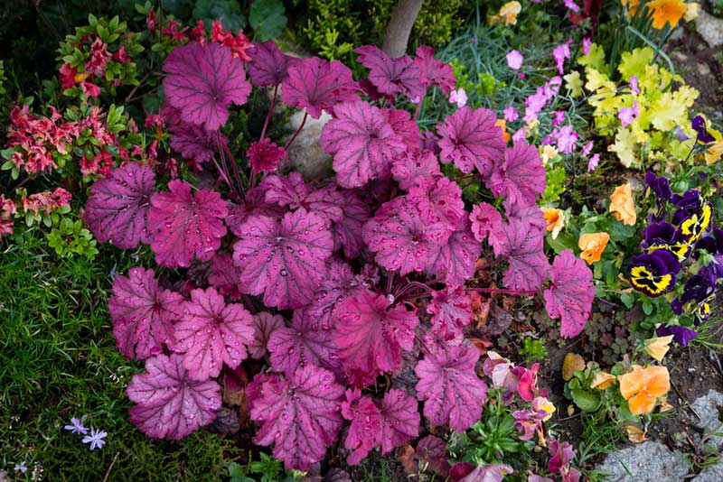 Coral Bells In shade