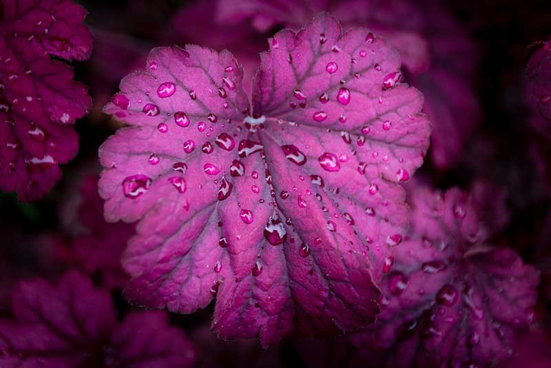 Coral Bells