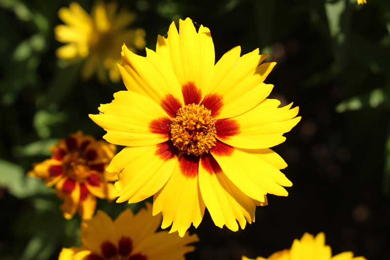 Coreopsis