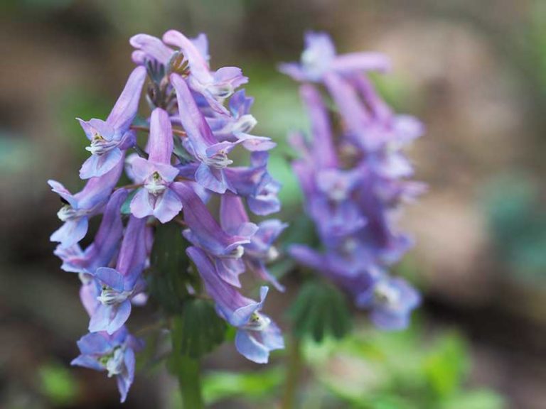 Tips on Growing Corydalis Plants - Garden Lovers Club