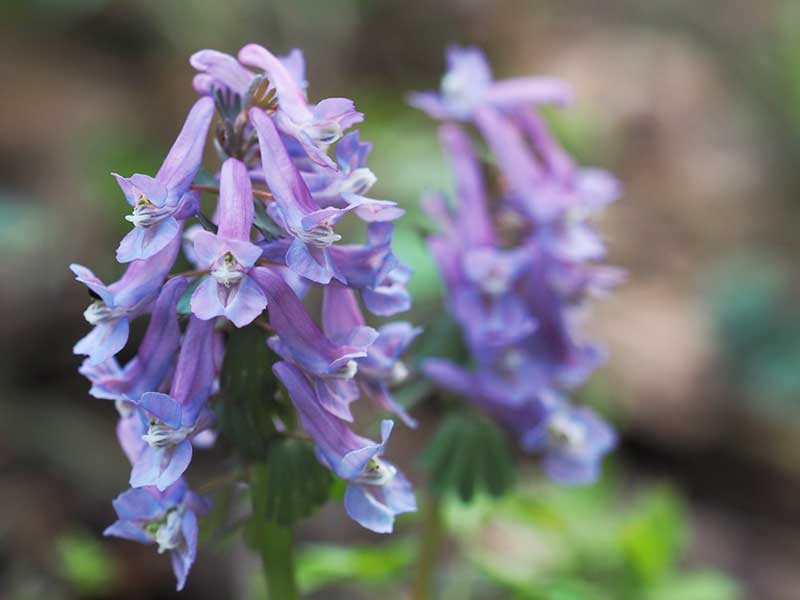 Purple Corydalis