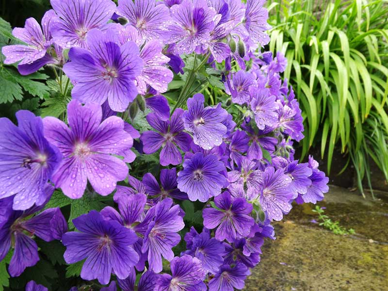 Cranesbill