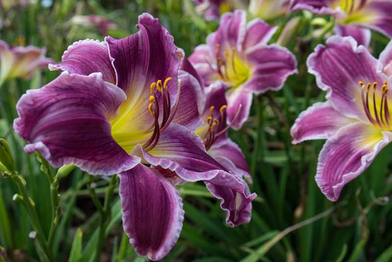 Purple Daylily