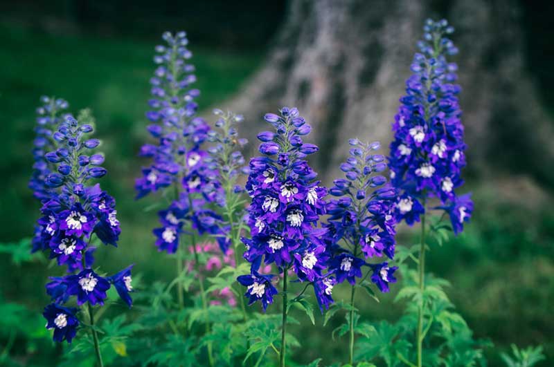 Delphinium