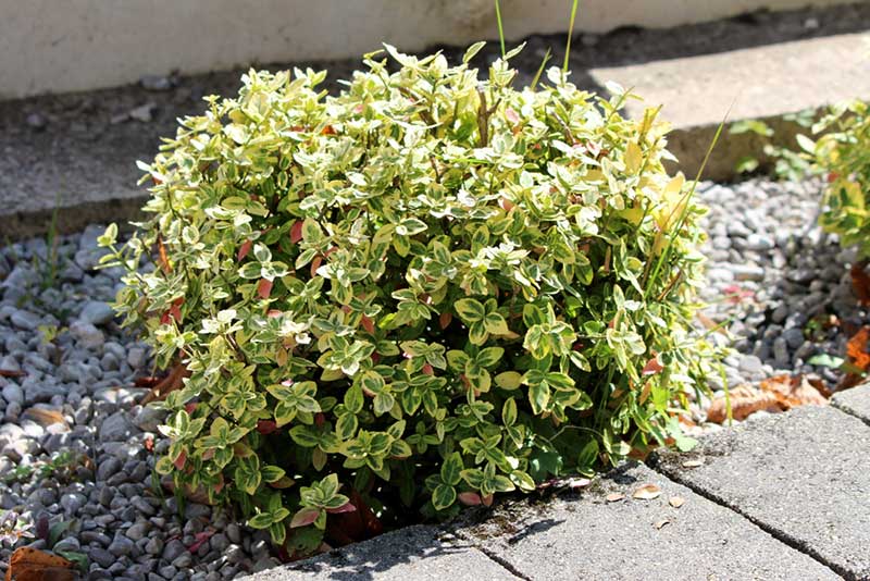 Euonymus