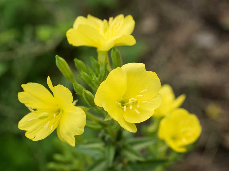 yellow Evening Primrose