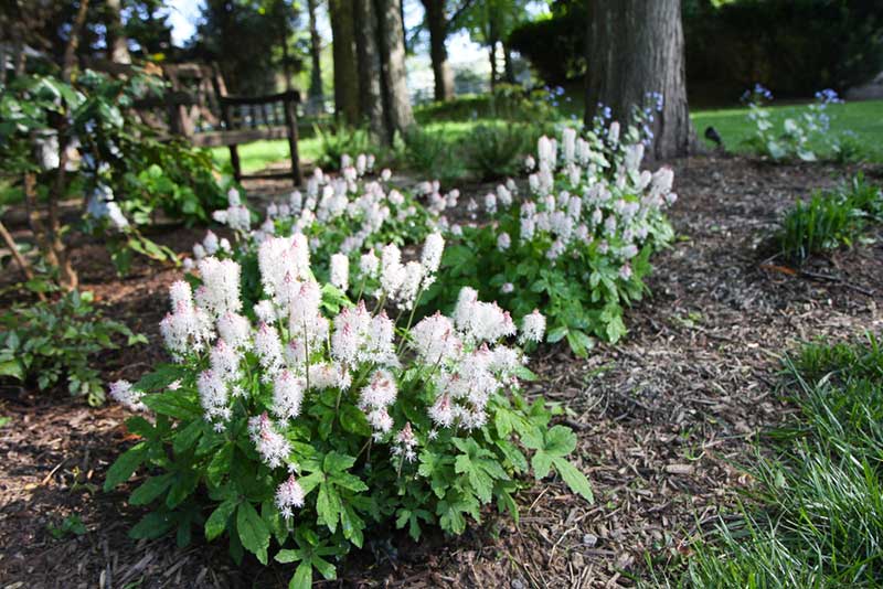 Foamflower