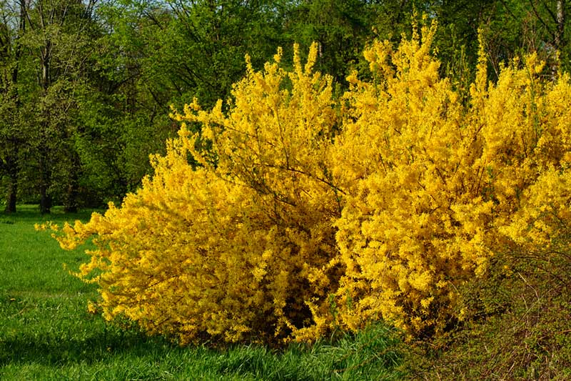 Forsythia bush