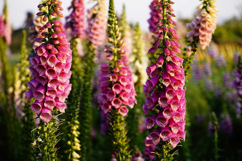 Foxglove