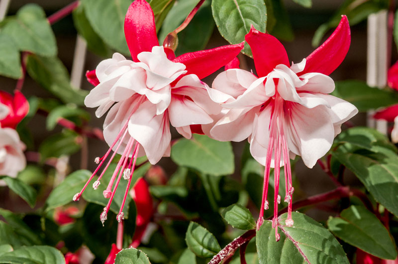 Fuchsia