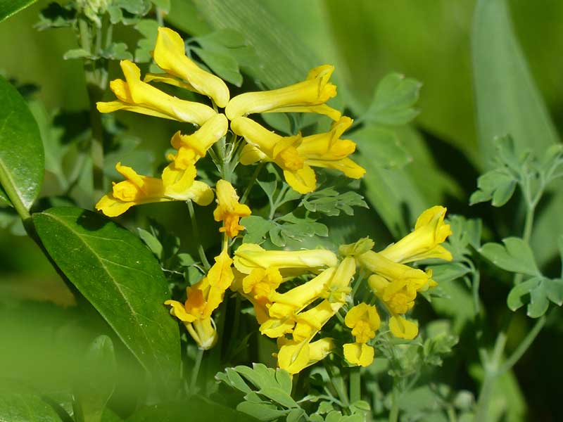 Corydalis