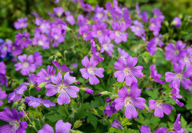 Geranium Cranesbill