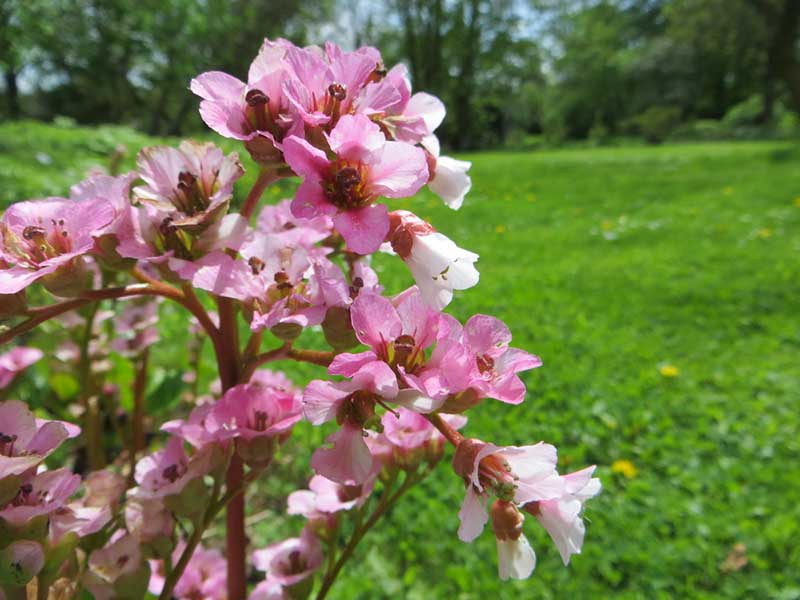 Heart-leaved Bergenia