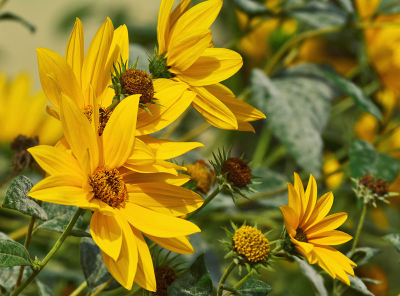 Helianthus maximiliana