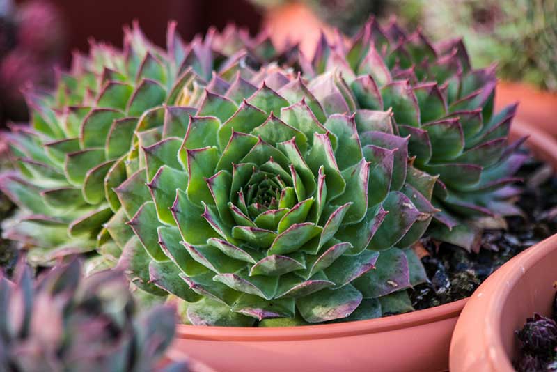 Hens and Chicks