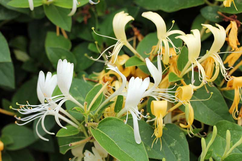 Honeysuckle