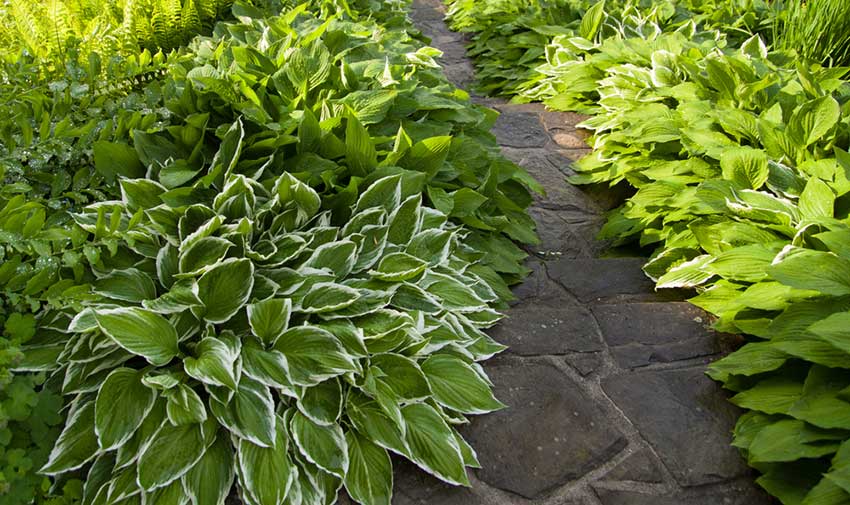 Hostas in walkway