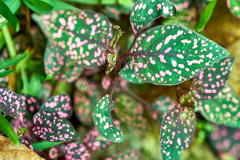 Polka Dot Plant