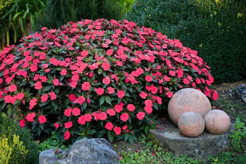 Impatiens Annuals