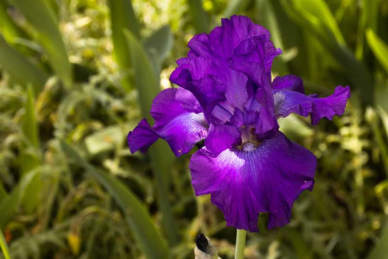 Iris perennials