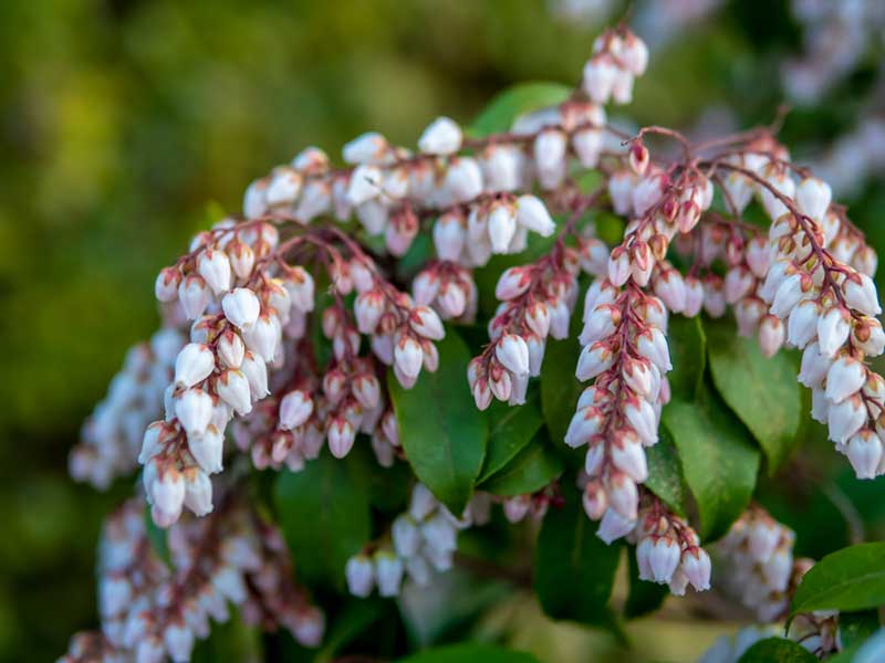 Japanese Pieris