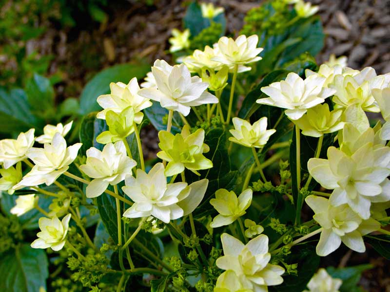 Lenten Rose