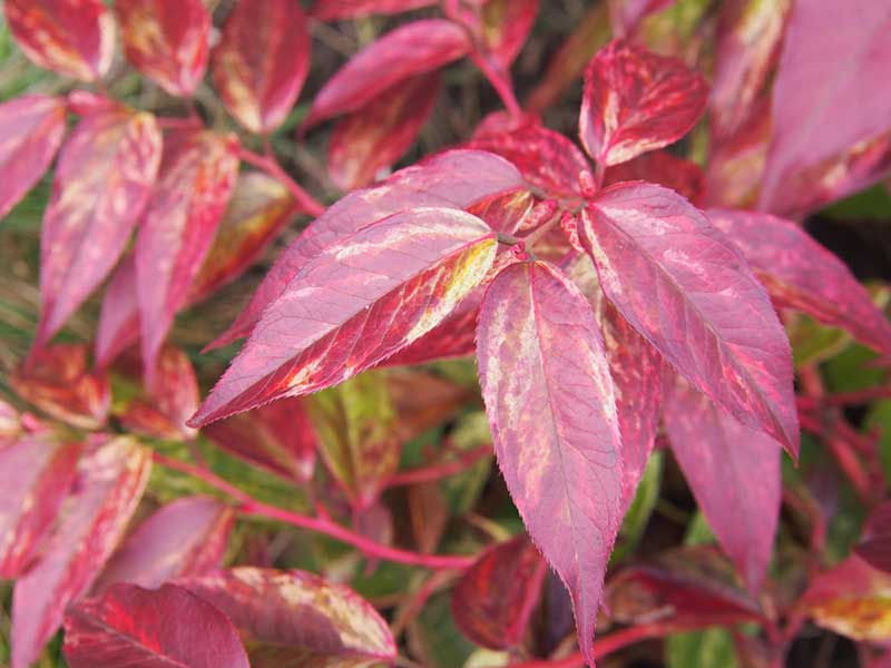 Leucothoe