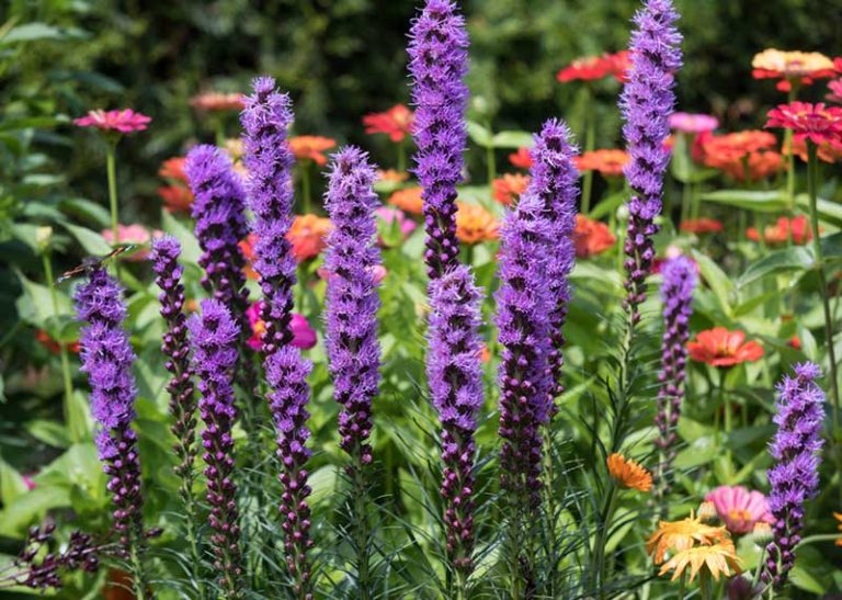 13 Easy LowCare Perennials Garden Lovers Club