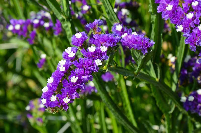 Limonium