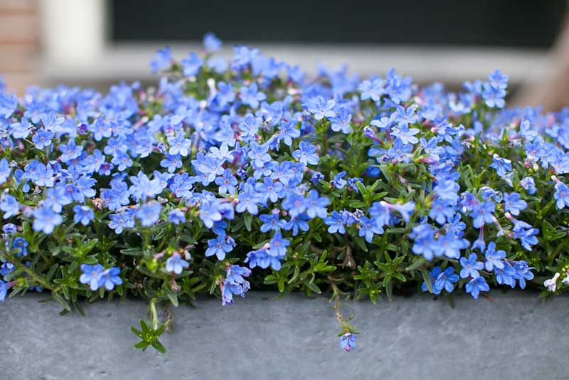 Lobelia