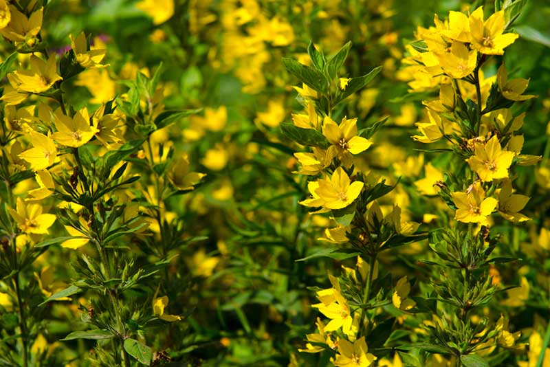 Lysimachia