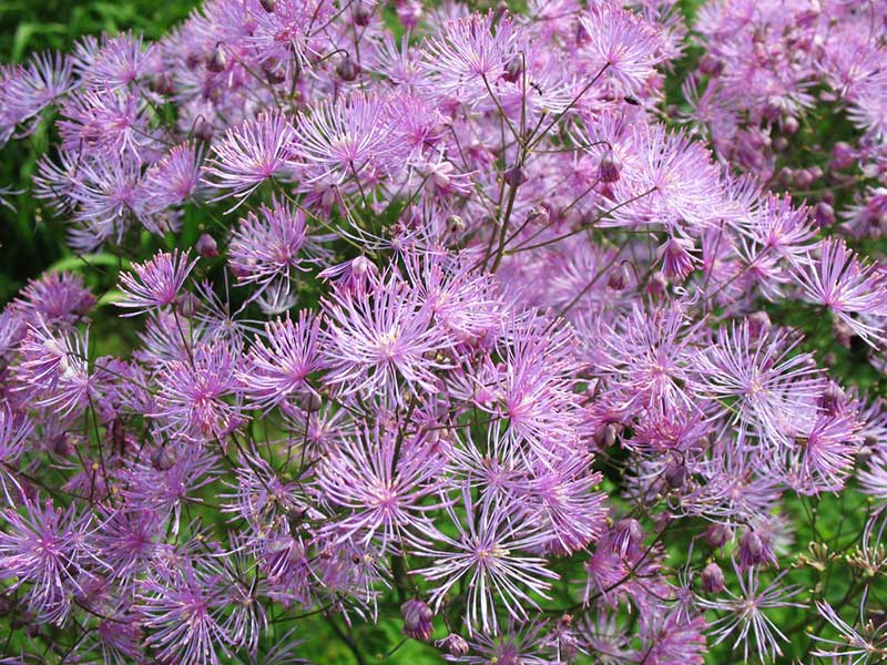 Meadow Rue