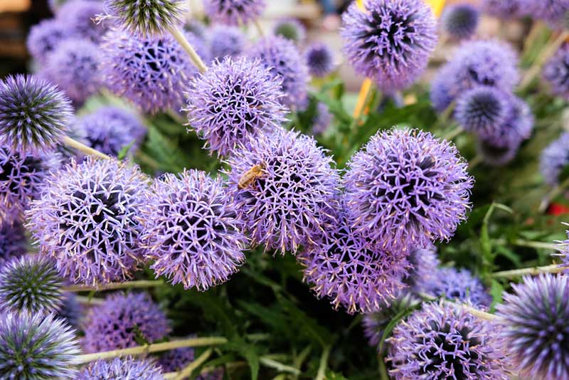 Millenium flowering onion