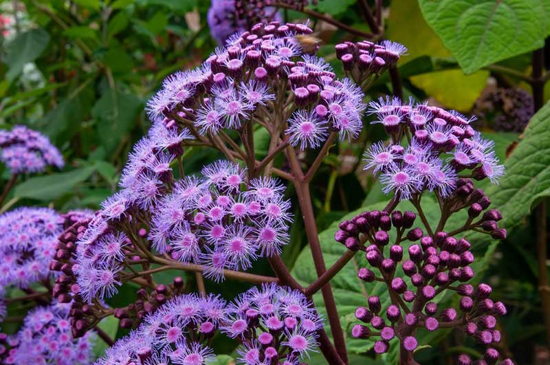 Mistflower