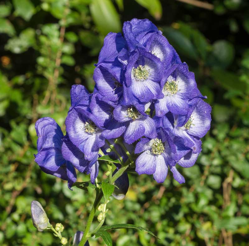 Monkshood