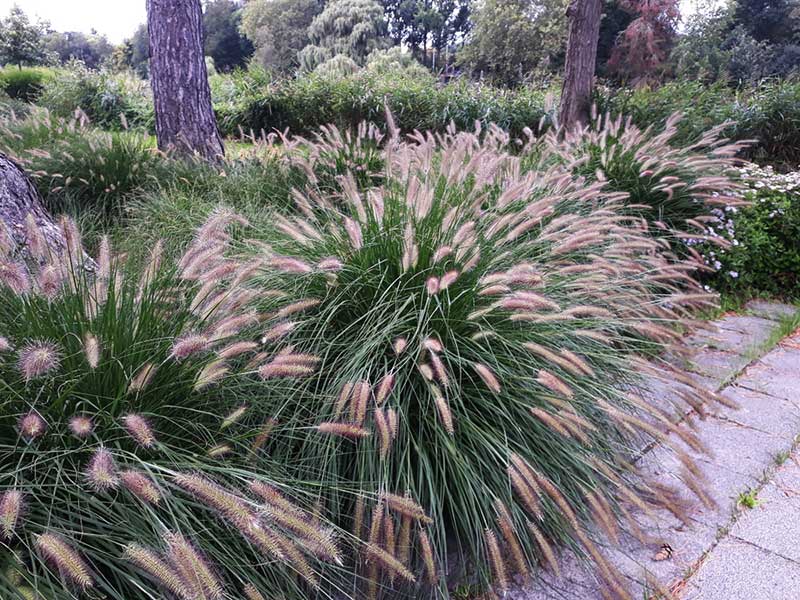 Pennisetum