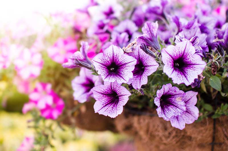 Petunias