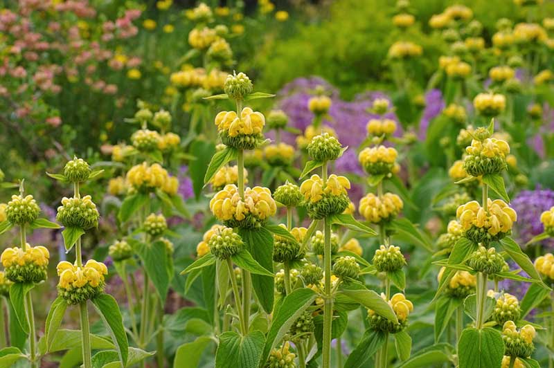 Phlomis