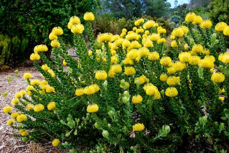 17 Full Sun Perennials for Your Garden (Photos) Garden Lovers Club