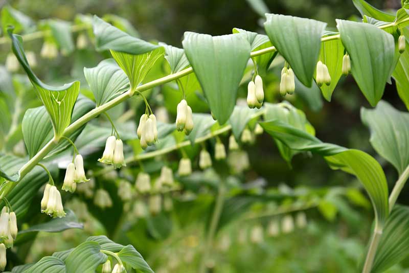 Polygonatum