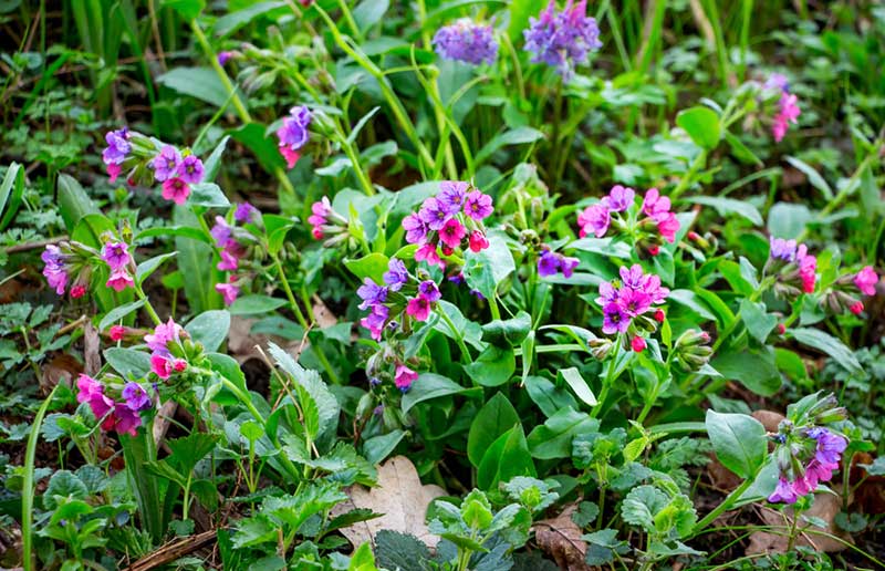 Pulmonaria