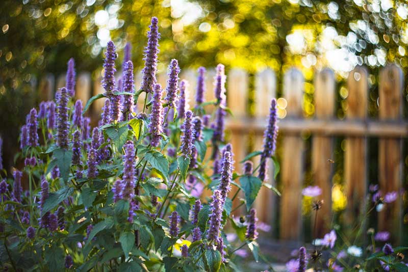 Purple Anise hyssop