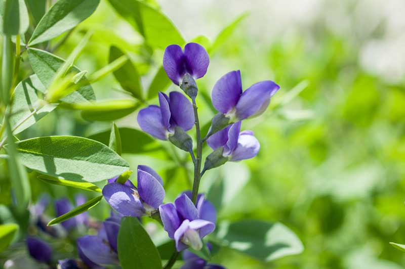 Purple Baptisia