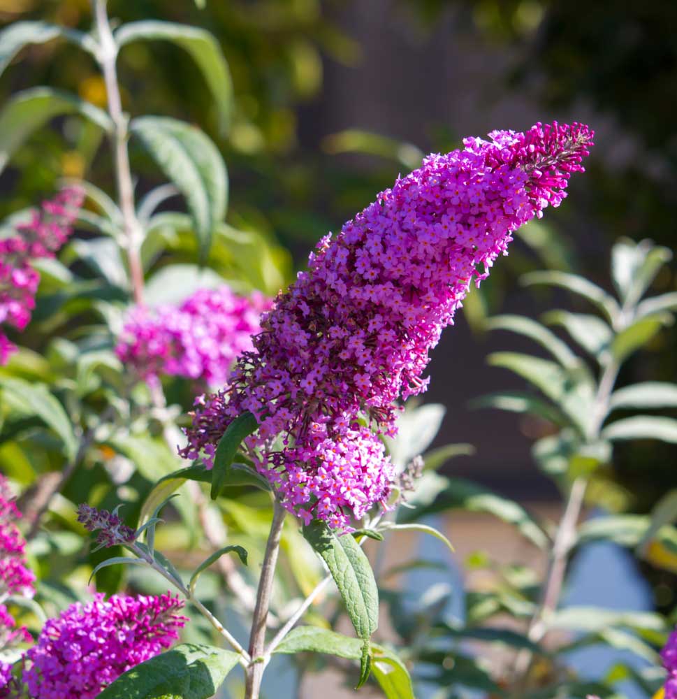 Purple Butterfly Bush