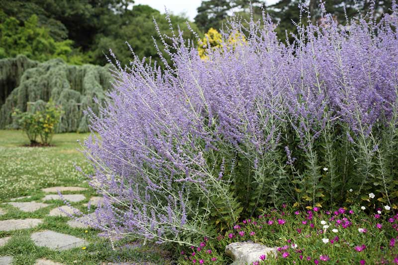 Purple Russian Sage